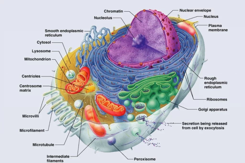 Cell Structure and Function